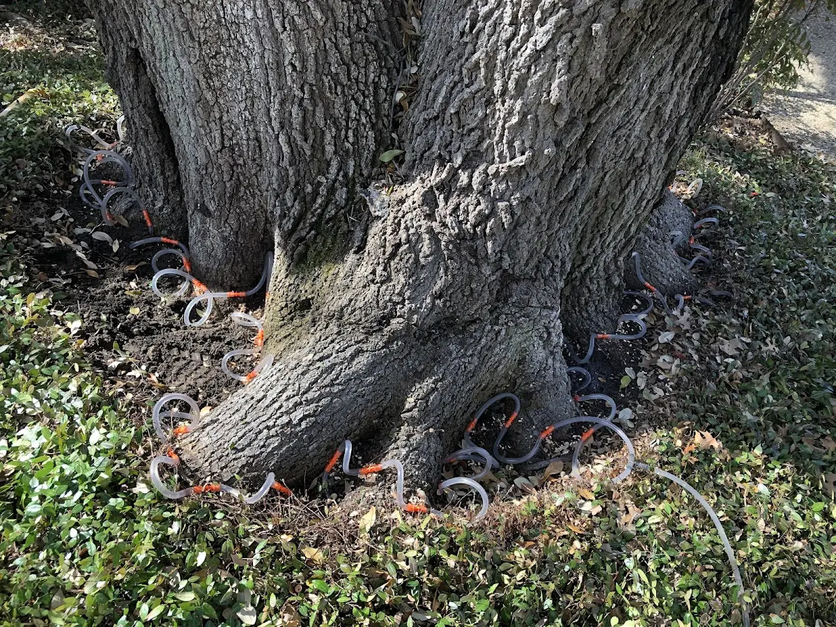 Detailed Tree Cabling and Bracing job site in Harpersfield