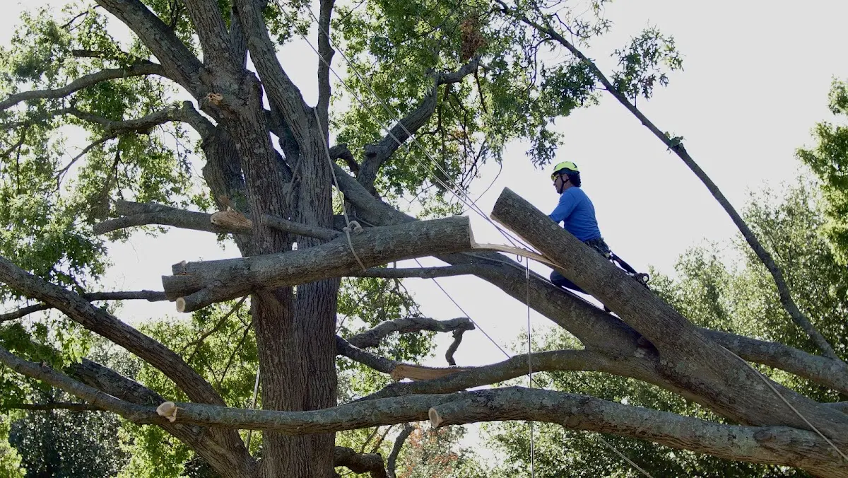 Professional Crown Thinning performed by certified arborists in Harpersfield
