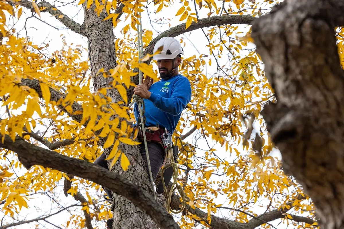 Skilled Tree Planting crew working in Harpersfield